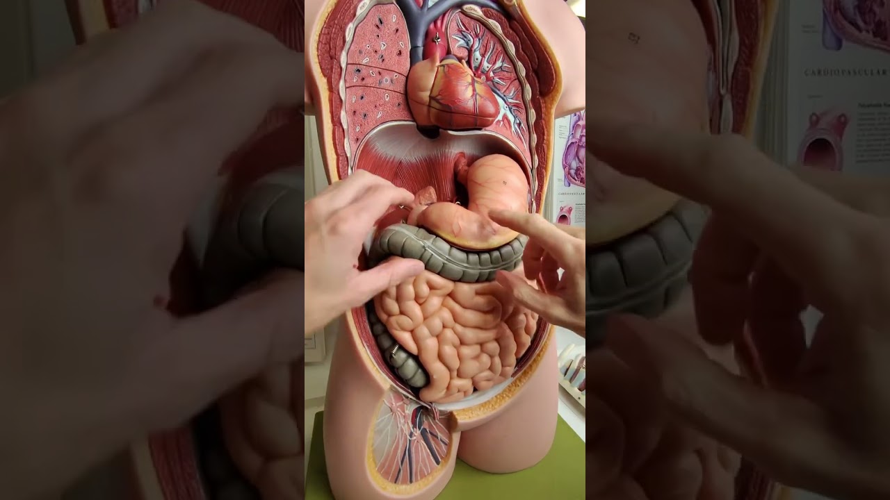 Where is the small intestine? #anatomy