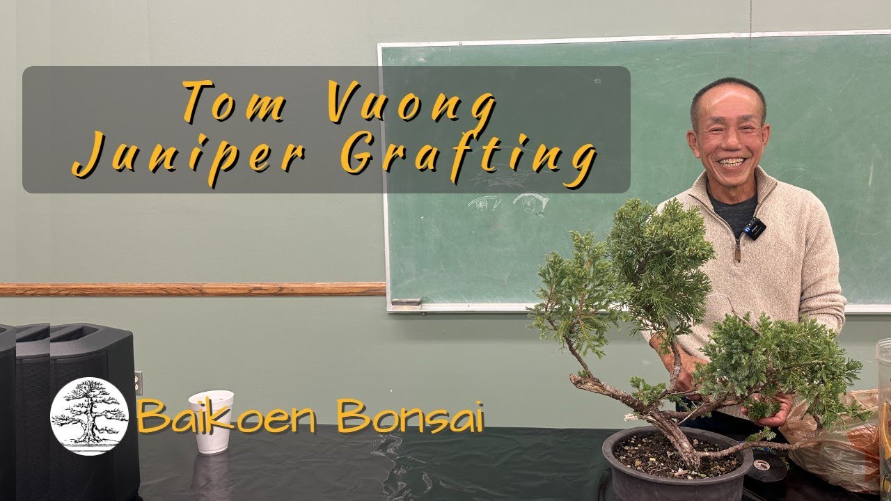 Tom Vuong - Juniper Grafting - March 2024 - Club Meeting - Baikoen Bonsai Club