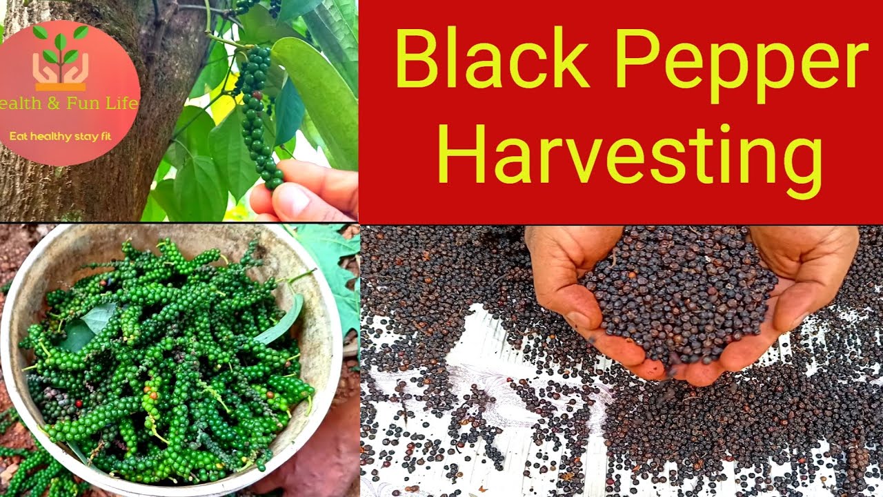 Black pepper harvesting & drying / How to process blackpepper at home