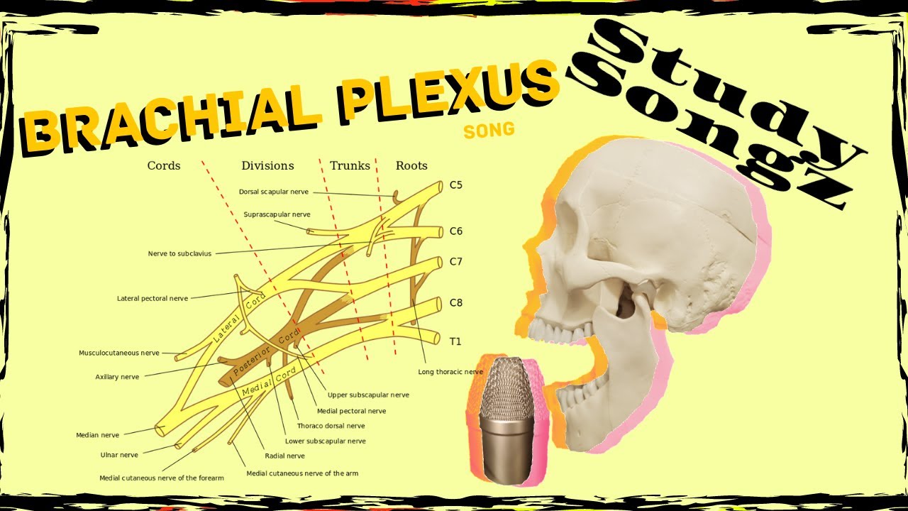 Brachial Plexus Song - Study Songz - Brachial Plexus Nerves