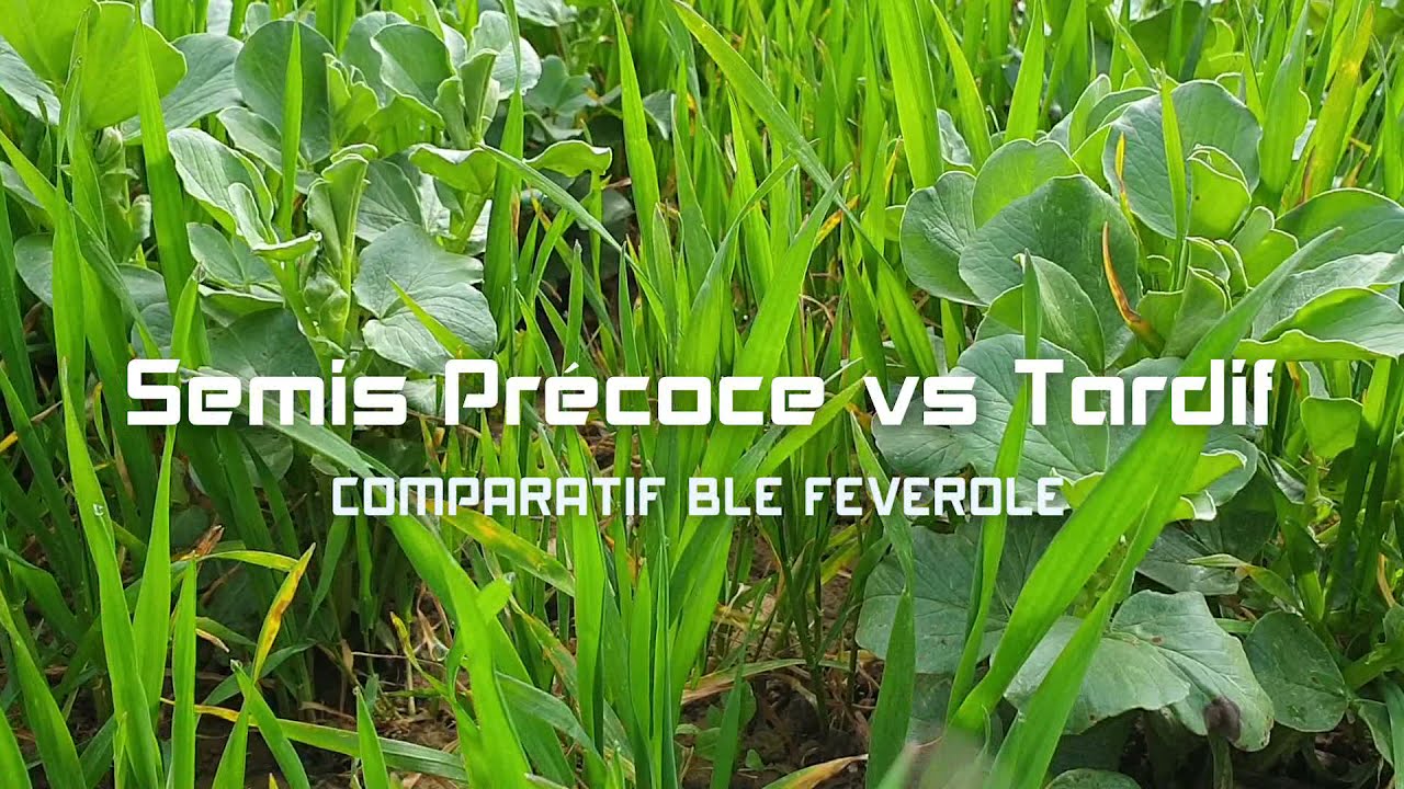 Blé Féverole BIO TCS semis Précoce VS Tardif