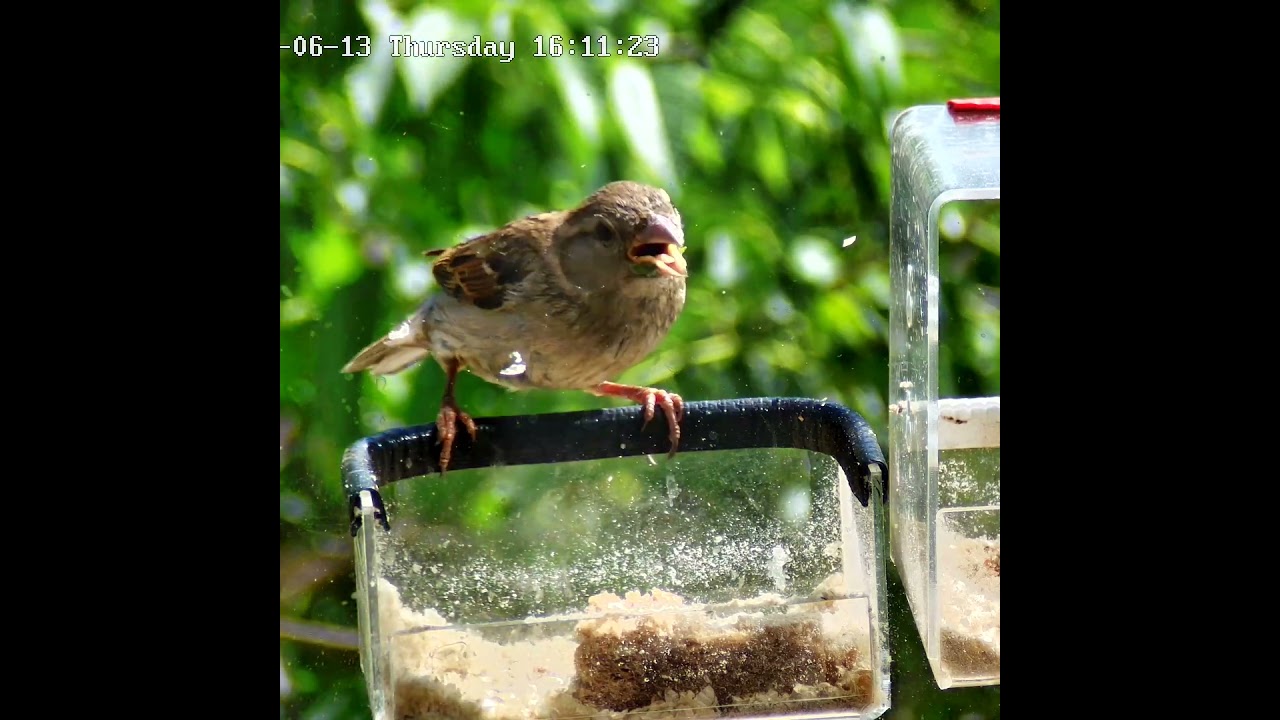 Жара за 30 градусов  #sparrow #birds #birdslover