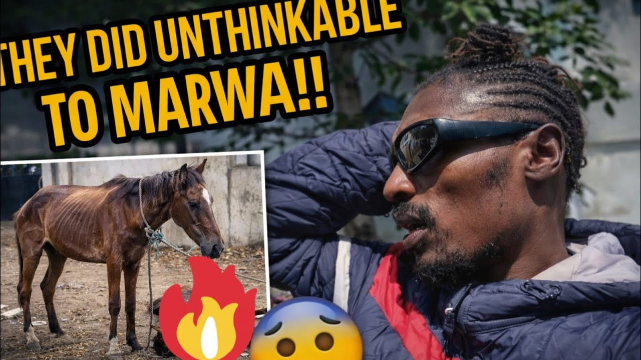 STORM: @iammarwa  HORSES AGAIN 🥹 THEY DID UNTHINKABLE!! -SO BAD! PERSON BEHIND!