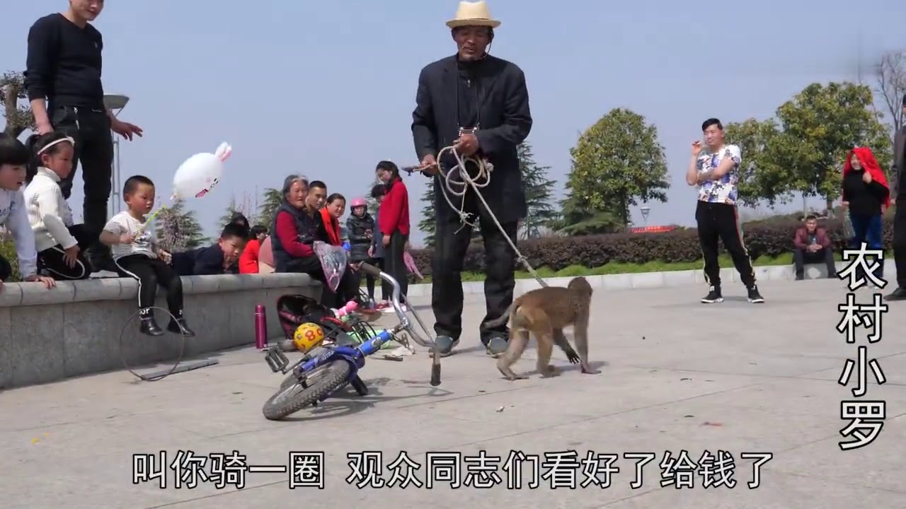 河南南阳：新野耍猴人街头秀猴戏，猴子表演一次能挣多少钱？