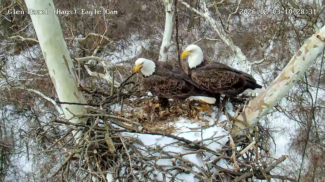 Glen Hazel (Hays) Eagles-HM2 brings in big batch of leaves! Mom is happy! 🥰 02-03-2026 10:27