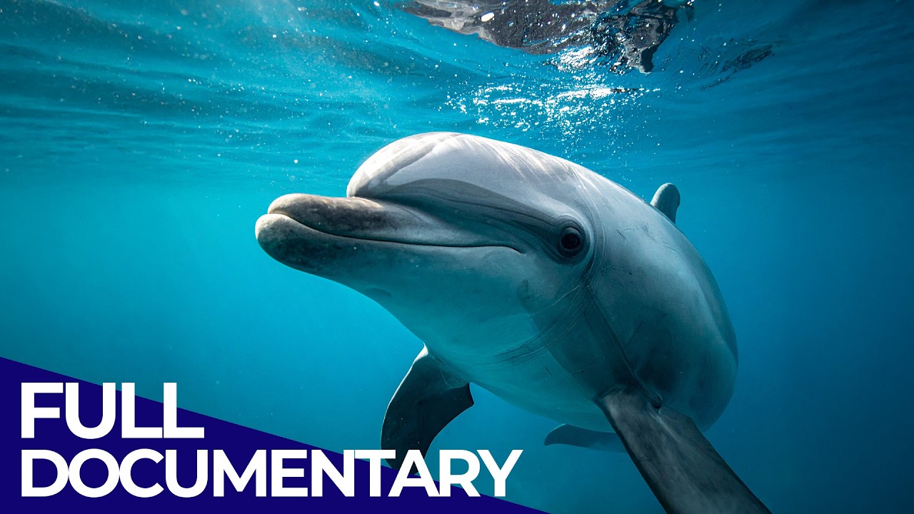 The Incredible Life Of Dolphins and Whales | Ocean Stories | FD Ocean
