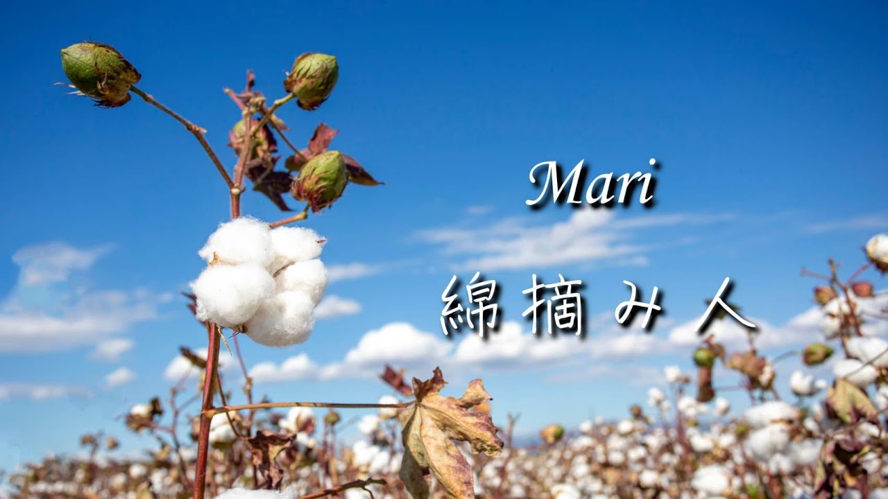 綿摘み人 / Mari 【Music Video】