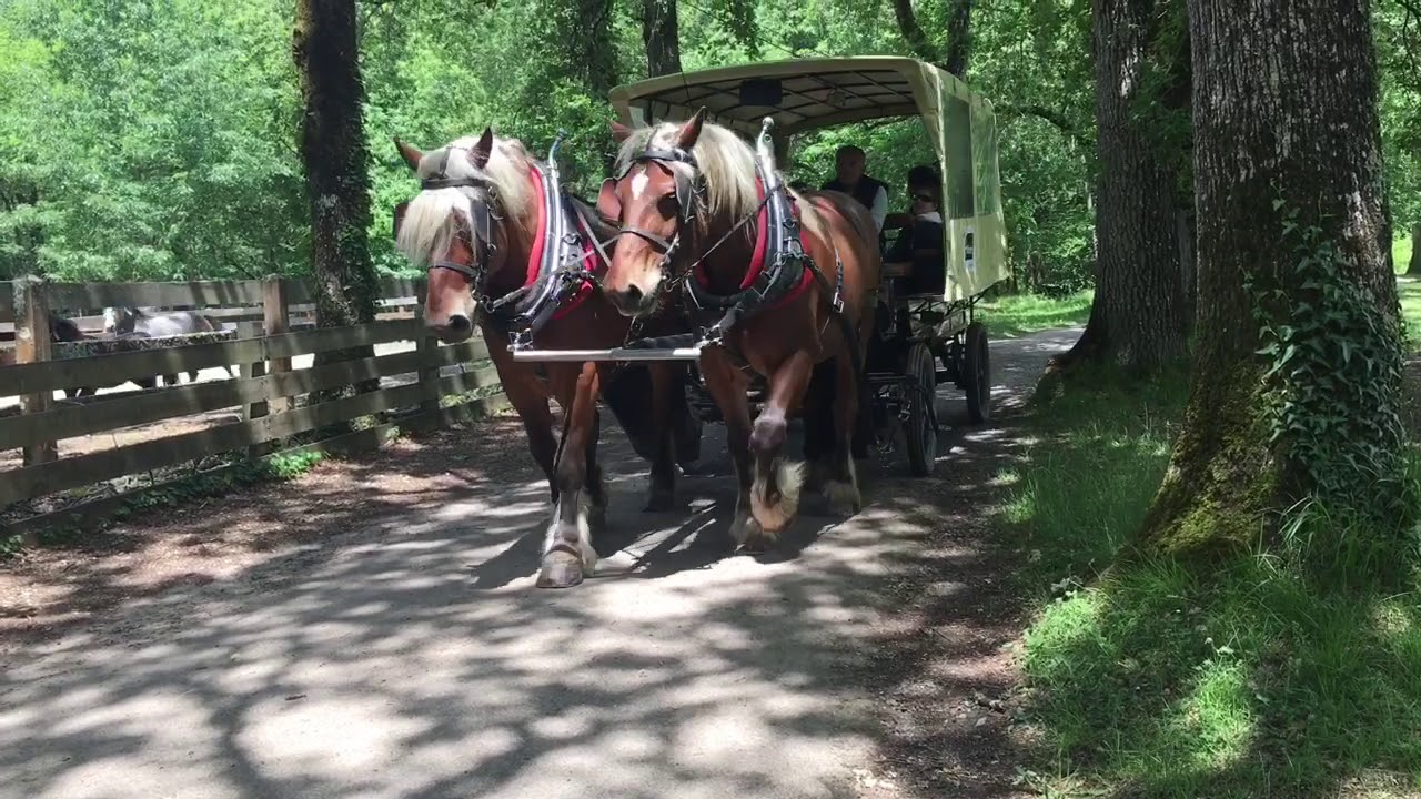 VIDÉO. Smarves : des chevaux à tout faire au bois de Saint-Pierre