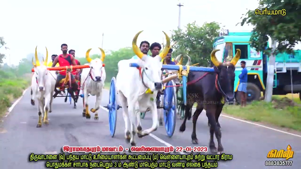 வெள்ளையாபுரம் பெரியமாடு-Vellayapuram -22-01-2022