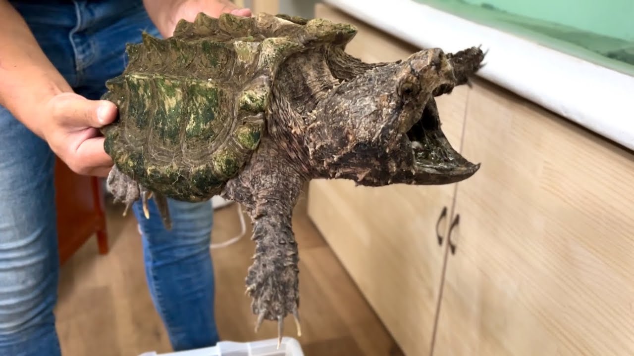ワニガメの引っ越しが大変過ぎる