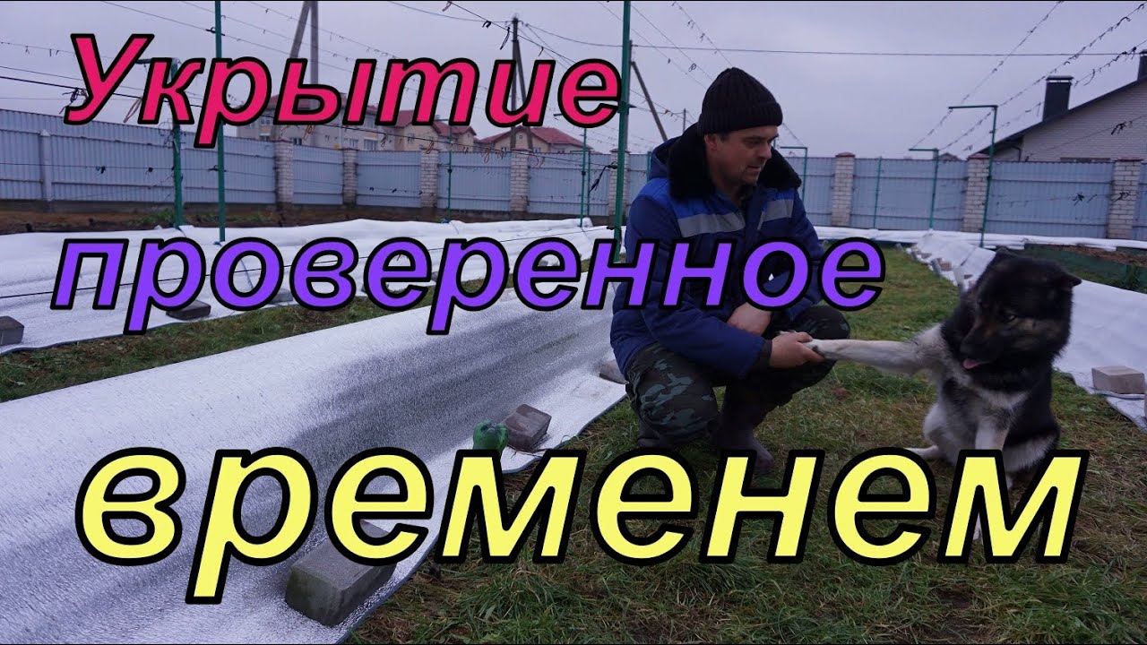 Виноград .Укрывать или не укрывать на зиму ?