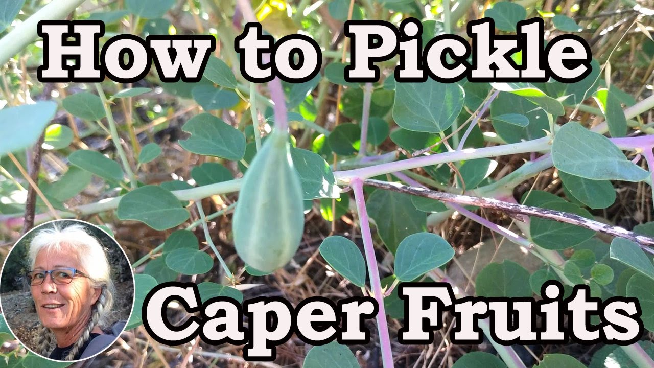 How to Pickle Caper Fruit. One of the things we do yearly in our Turkish Village Çandır (Köyceğiz)