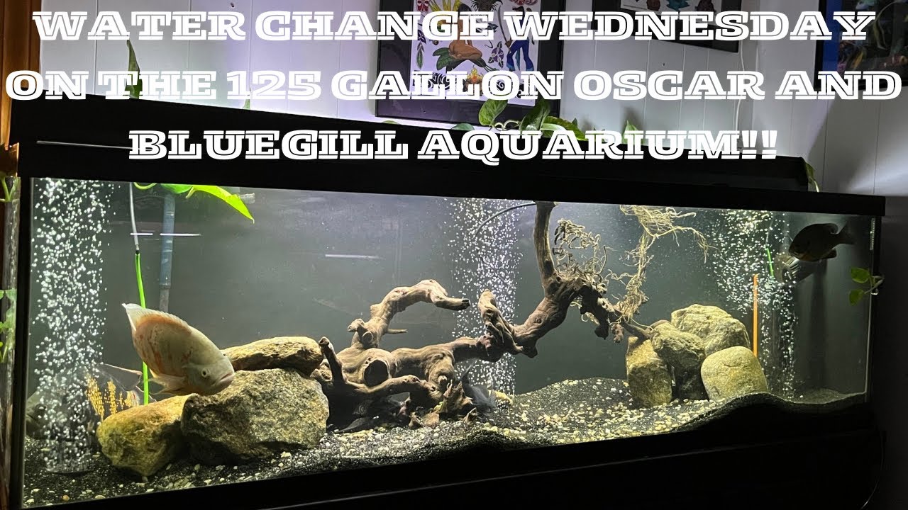 Full Water Change Wednesday on the 125 GALLON OSCAR and BLUEGILL Aquarium!!