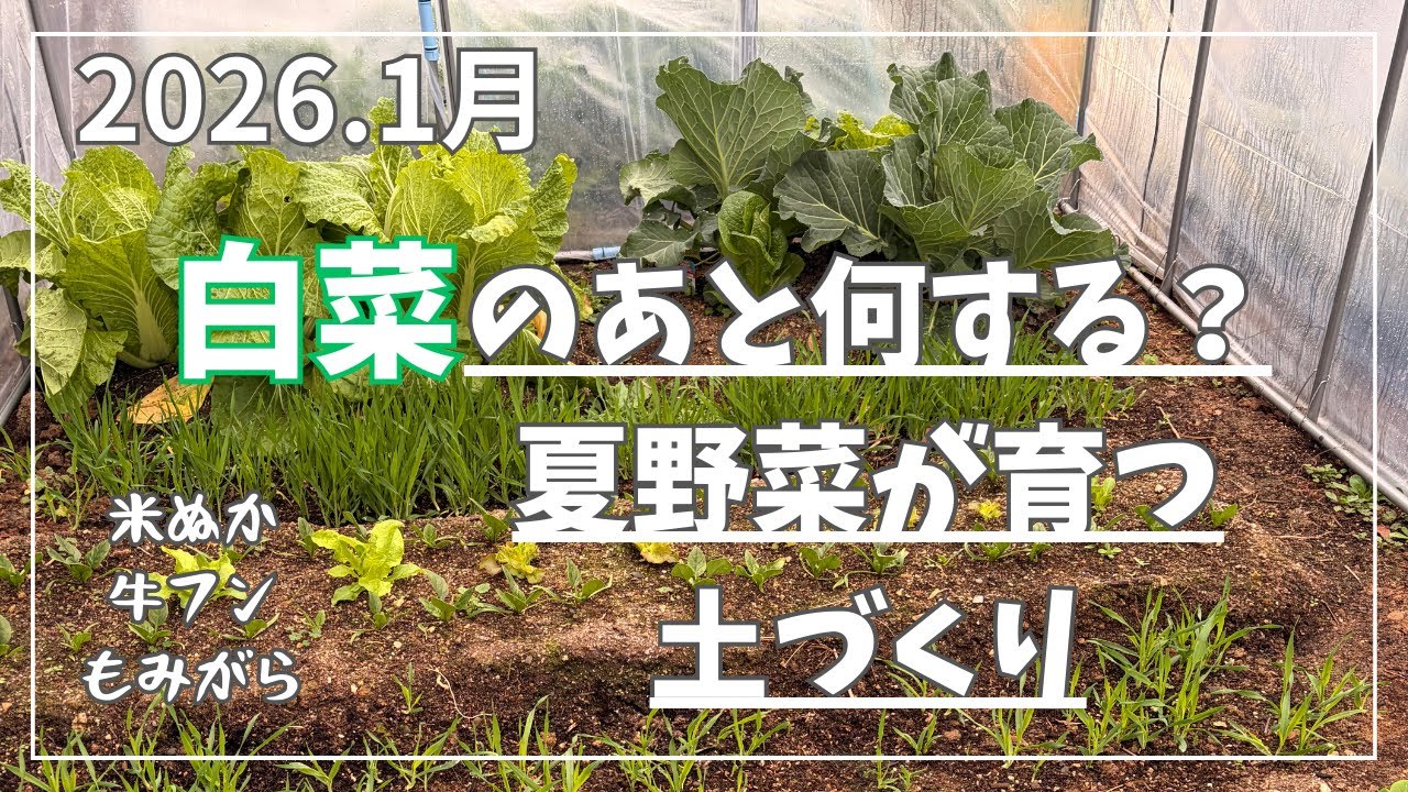 【土づくり】米ぬかで夏野菜に向けての土づくりと根菜類の失敗