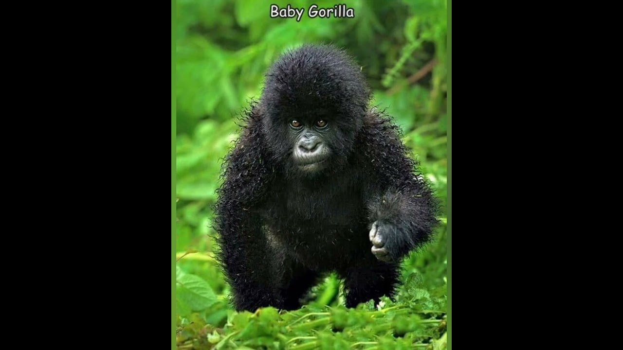 These cute animals will cure your depression #shorts #funnyanimals #adorable