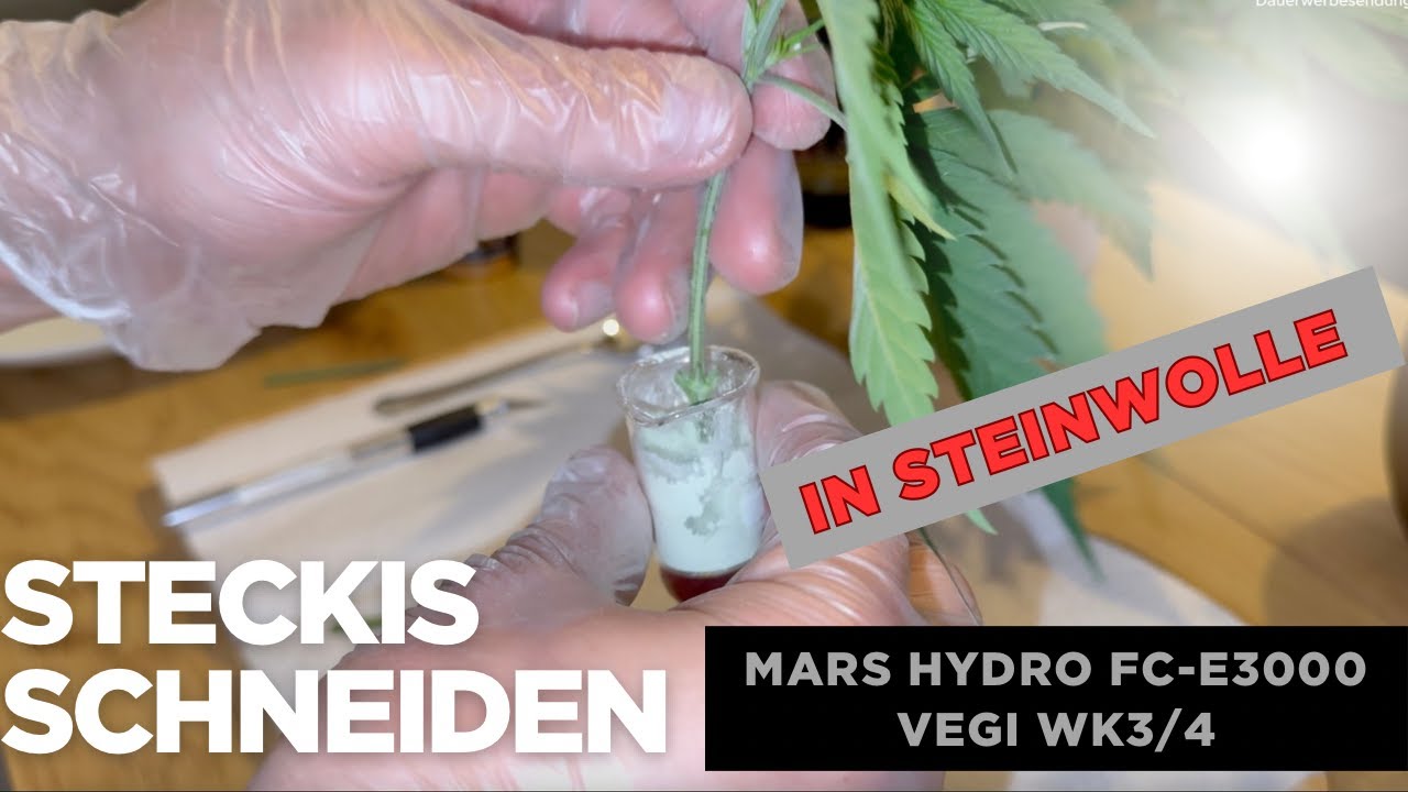 Stecklinge schneiden im Mars Hydro Growzelt! | Bruce Banner x Eldorado & Peaches x God Bud ✂️🌱