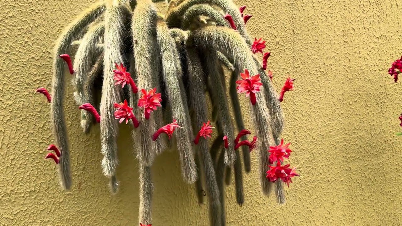 Pouca gente sabe, mas isso muda tudo na Rosa-do-Deserto