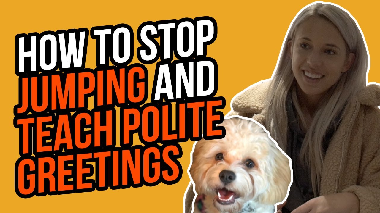 HOW TO TEACH AN EXCITED DOG TO NOT JUMP AND GREET PEOPLE POLITELY