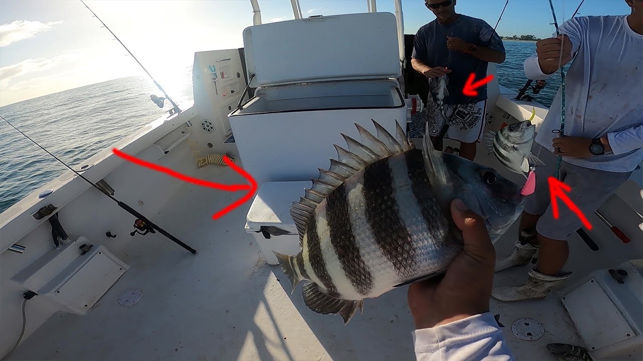 Catching TONS of sheepshead on a BARE GOOFY JIG!!!