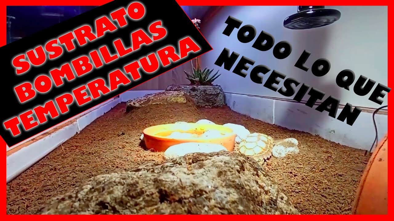 Terrario para SULCATAS BABY 🐢🐢 | Tortugas de tierra