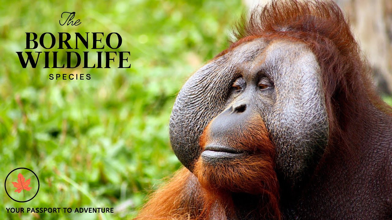 Borneo Wildlife: A Symphony of Diversity