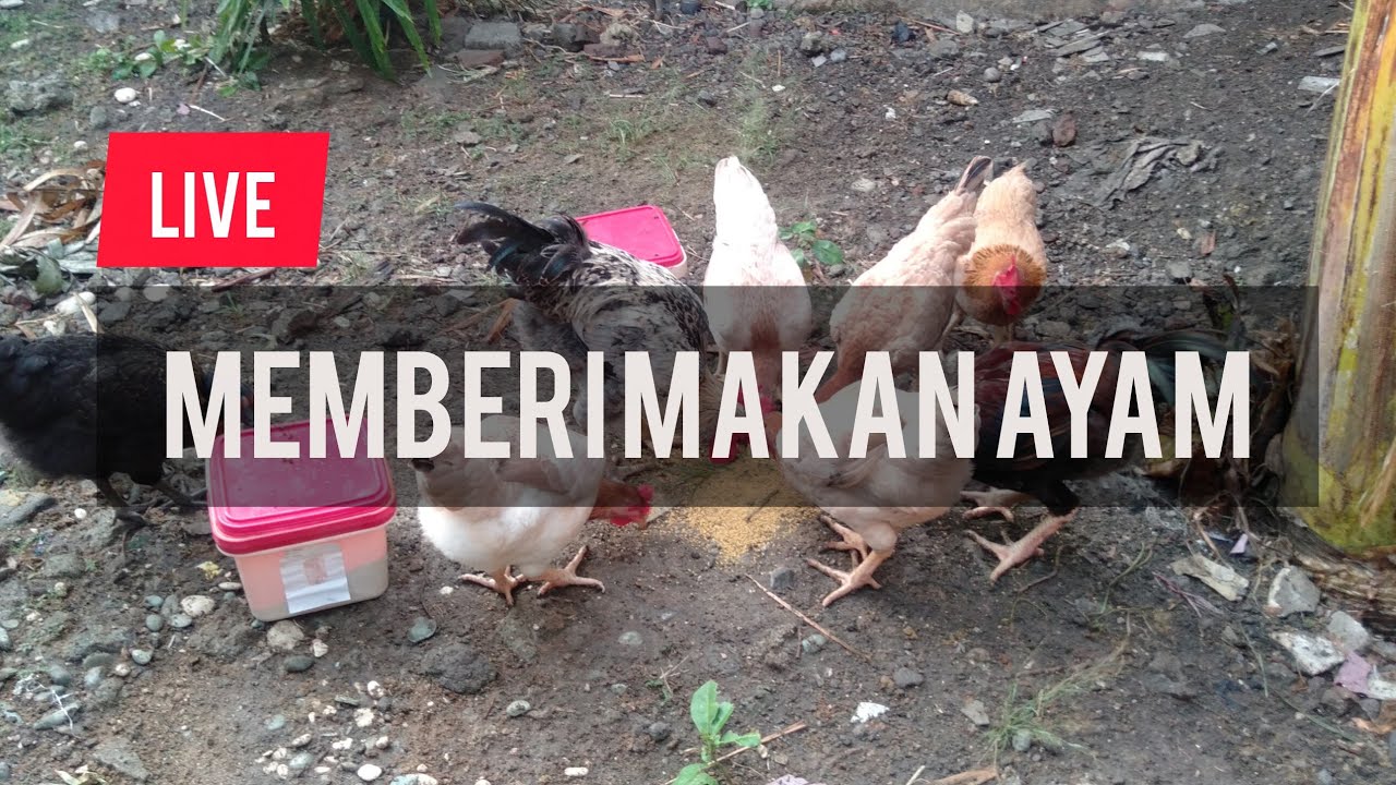 MULAI BETERNAK SARAPAN PAGI #mulaibeternak