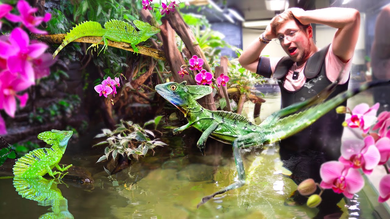 On LÂCHE des LÉZARDS qui COURENT sur L'EAU ! Mais on doit VIDER L'AQUARIUM de 14 000L
