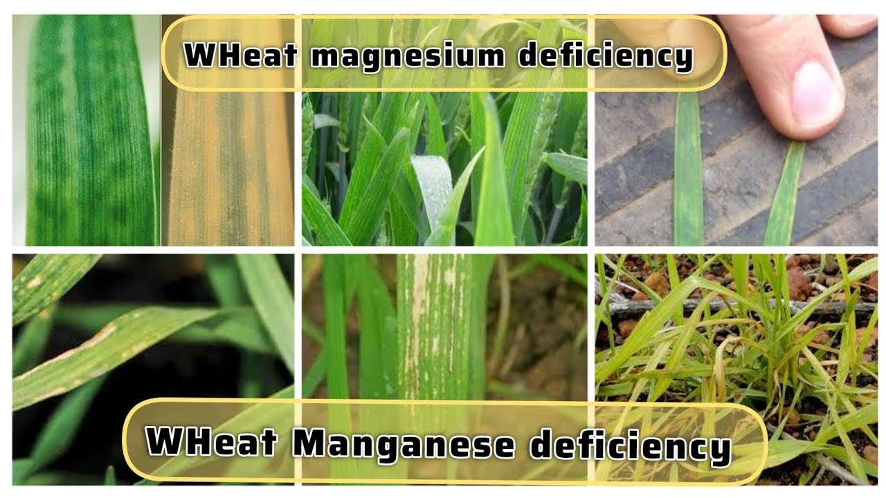 ਮੈਗਨੀਜ ਅਤੇ ਮਗਨੀਸ਼ੀਅਮ Manganese vs Megnesium deficiency in wheat crop