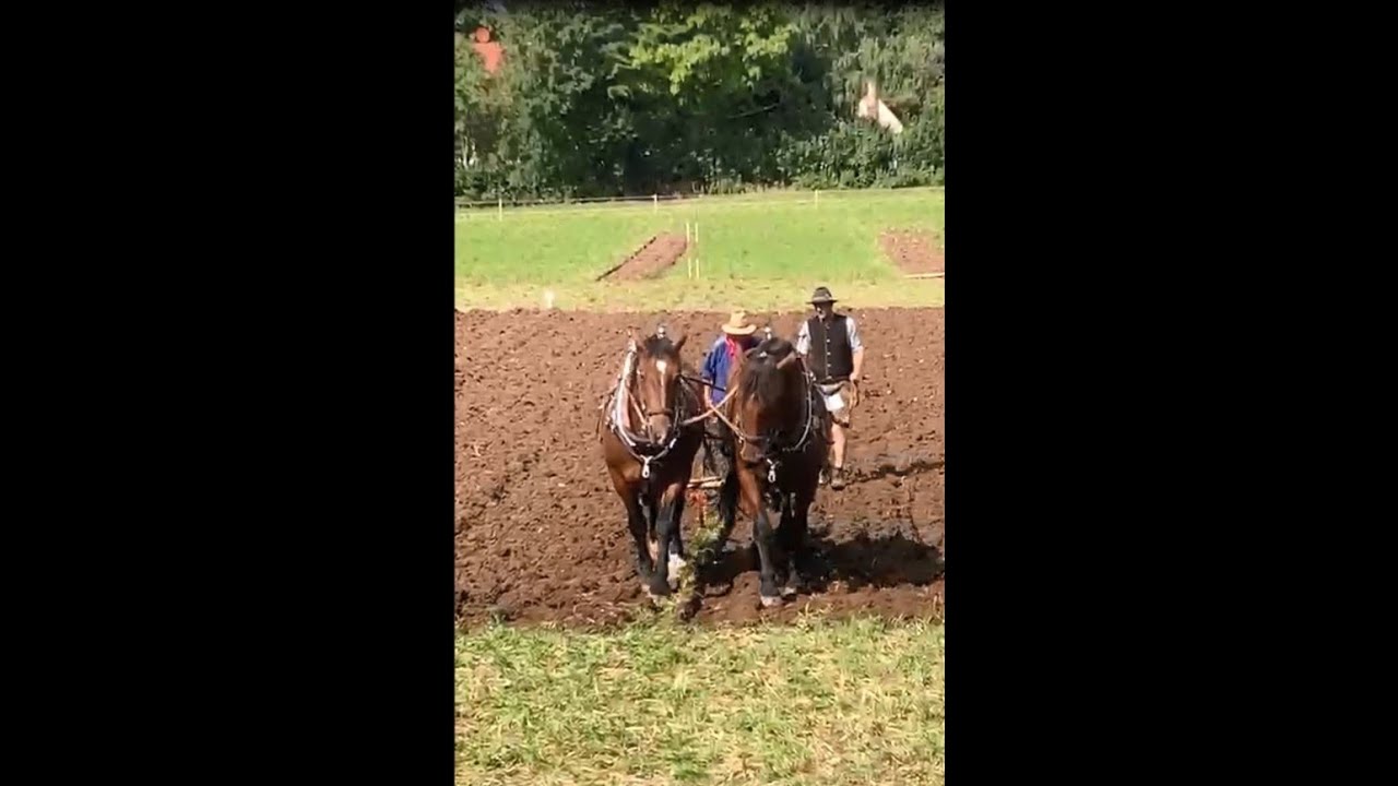 Die letzten Furchen | Meisterschaft im Gespannpflügen 2025