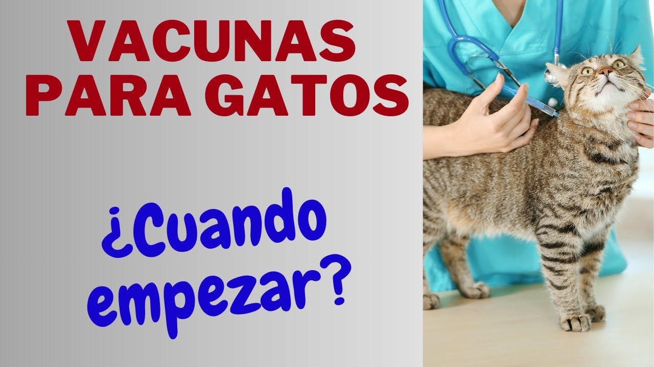 ✅VACUNAS PARA GATOS  Guía  completa🐱    [ VACUNAS ESCENCIALES  para  proteger a  tu  felino]✔️✔️