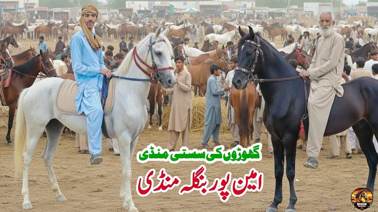 Today Horse Mandi Aminpur Bangla | Horse For Sale | Horse Mandi In Pakistan | Pk Janwar Mandi 2026