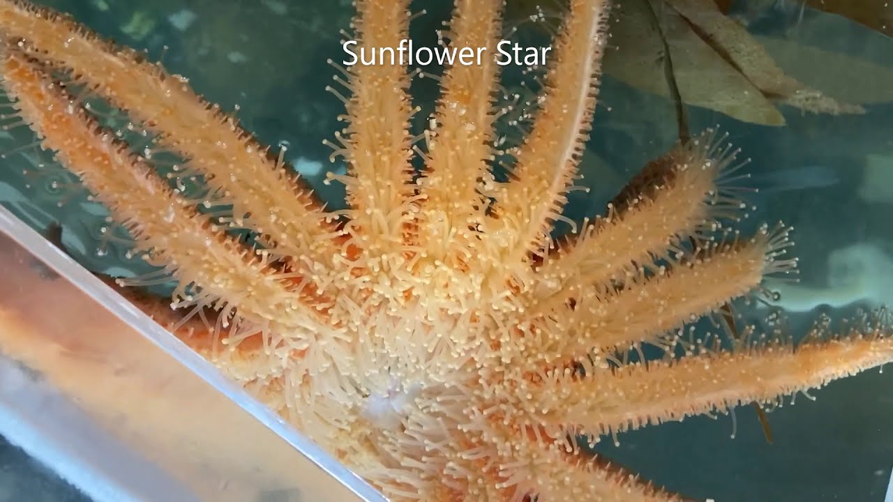 Port Townsend Marine Science Center Aquarium Highlights 2020