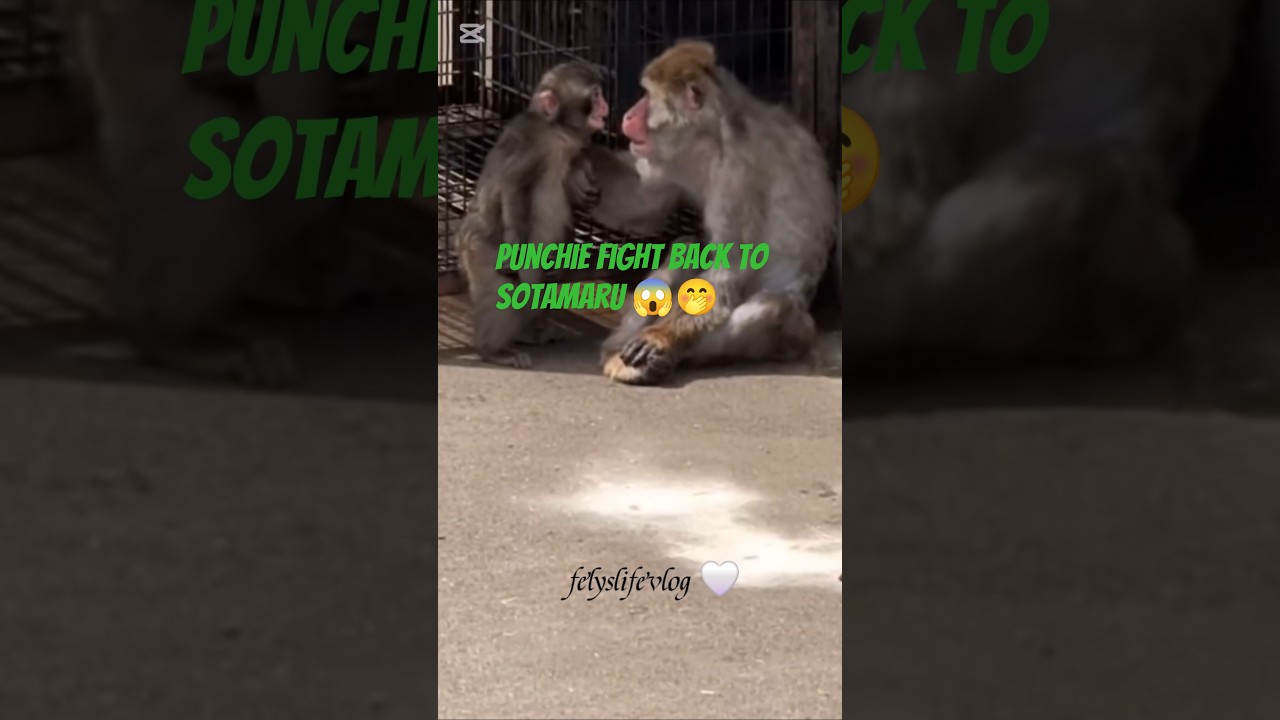 Напористый характер, когда он с Атамару и Сотамару 😅 #punch #japan #atamaru #felyslifevlog