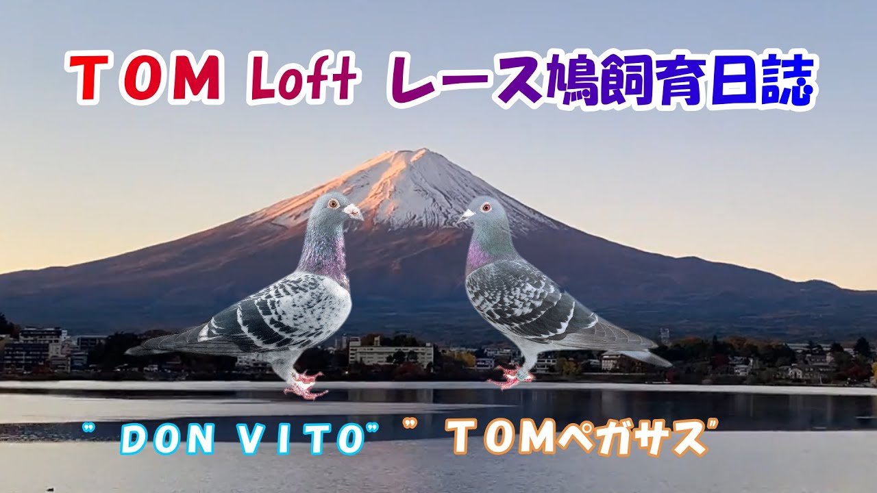 26 01 27（火）久しぶりの猛禽