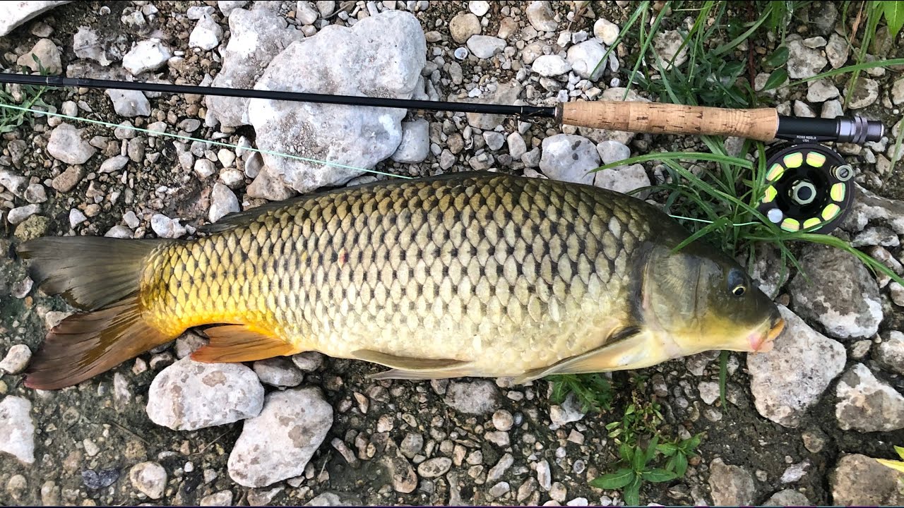 The most UNDERRATED freshwater fish! Fly Fishing for CARP