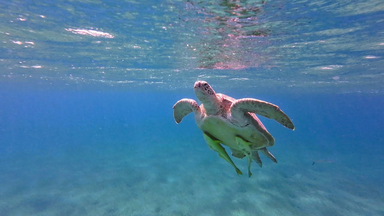 Iberotel Costa Mares - Marsa Alam - Egypt Oct.2023 // 4K filmed with DJI Osmo Action 3
