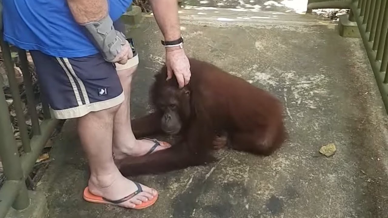 Tourists are getting a little too close to wild Orangutan in Borneo