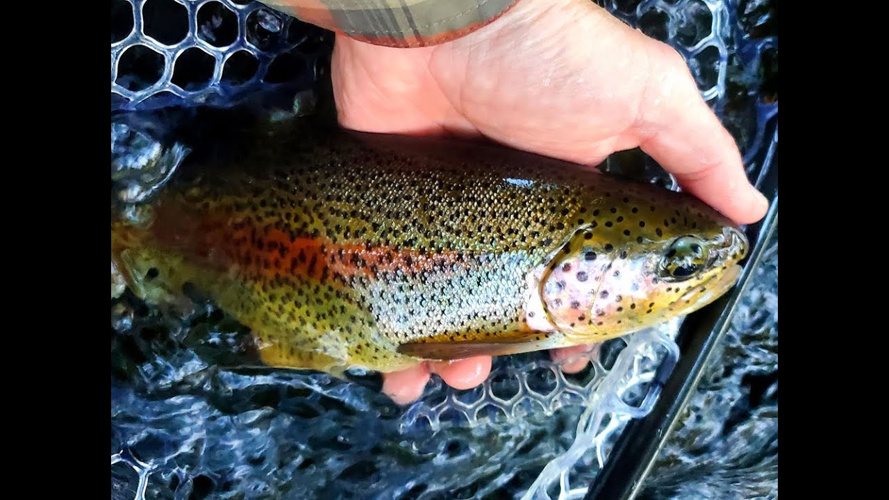 Fly Fishing the Upper Mckenzie River Oregon