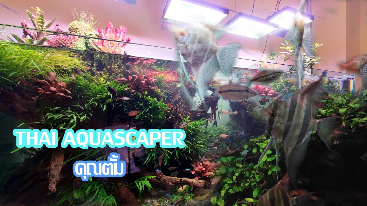 Thaiaquascaper : พาชมบ้านคุณตั้ม ปลาเรนโบว์หายาก ปลาสวยๆเพียบ