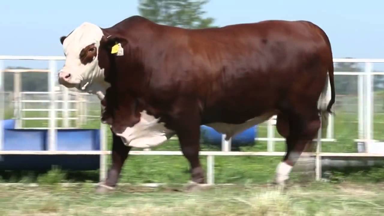 X BULL - BRAFORD - SEMEX ARGENTINA