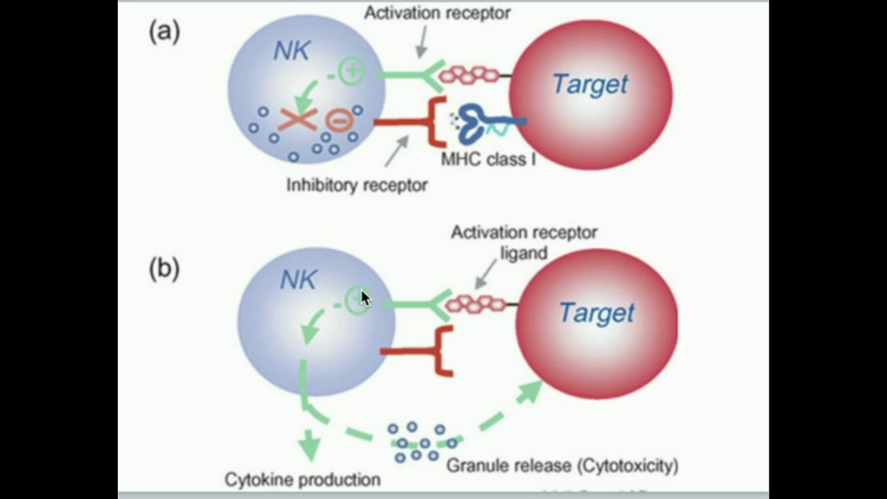 Natural Killer Cells: How Do They Kill Selectively?