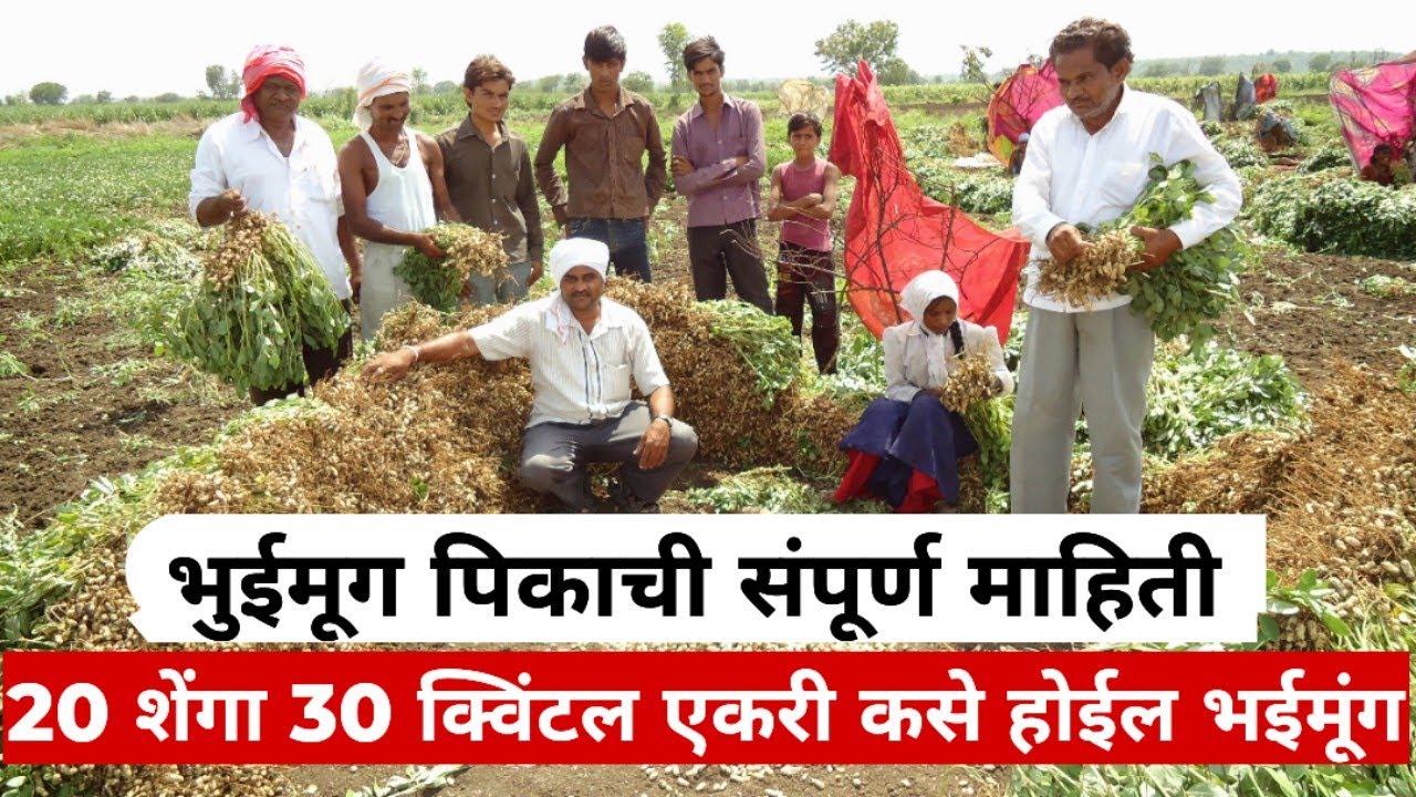 #उन्हाळीभुईमूग एका झाडाला 20 शेंगा तर तीस क्विंटल एकरी उत्पादन कसे घेऊ शकता संपूर्ण माहिती