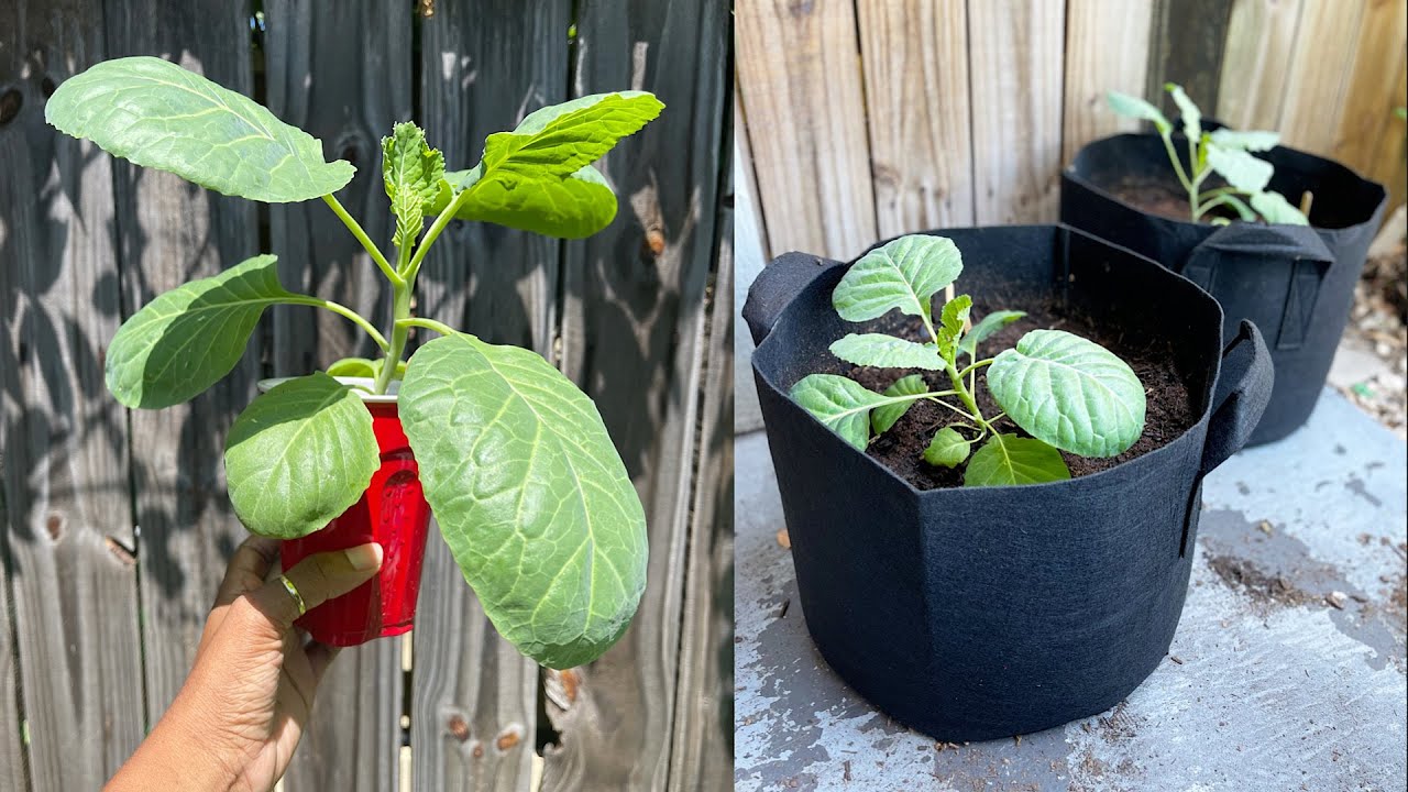 How to Grow Greens and Cabbage in (Grow Bag or Container)