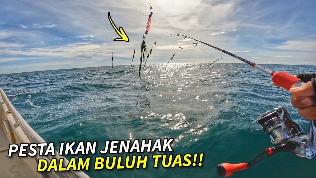 Tak Sangka Buluh Tuas Ini PENUH Dengan Jenahak!!
