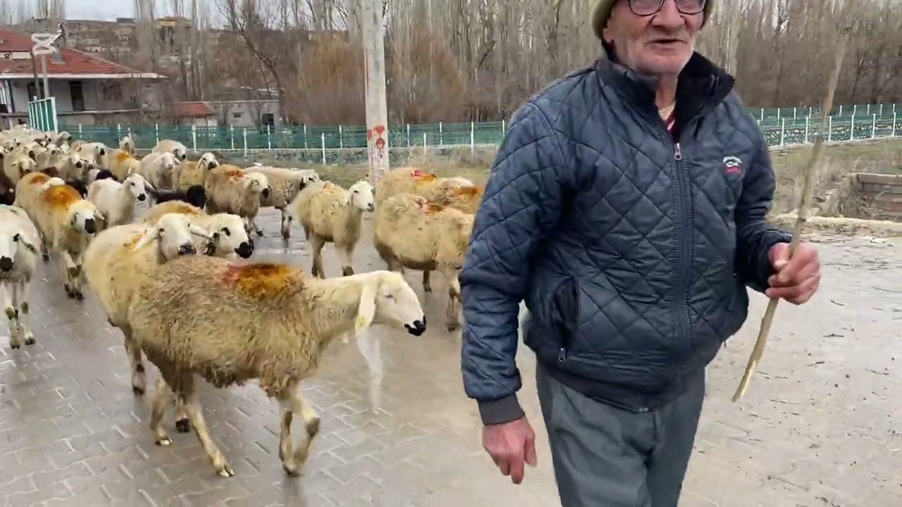 Bugun koyun sahiplerini surunun onunde karsıladık