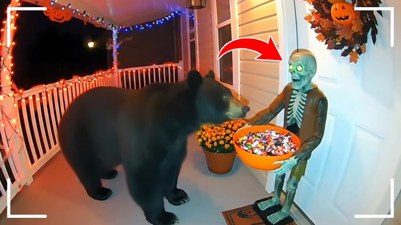 Bears vs. Halloween Zombie-chaos 🎃 (caught on camera) Ep. 2, Season 2026