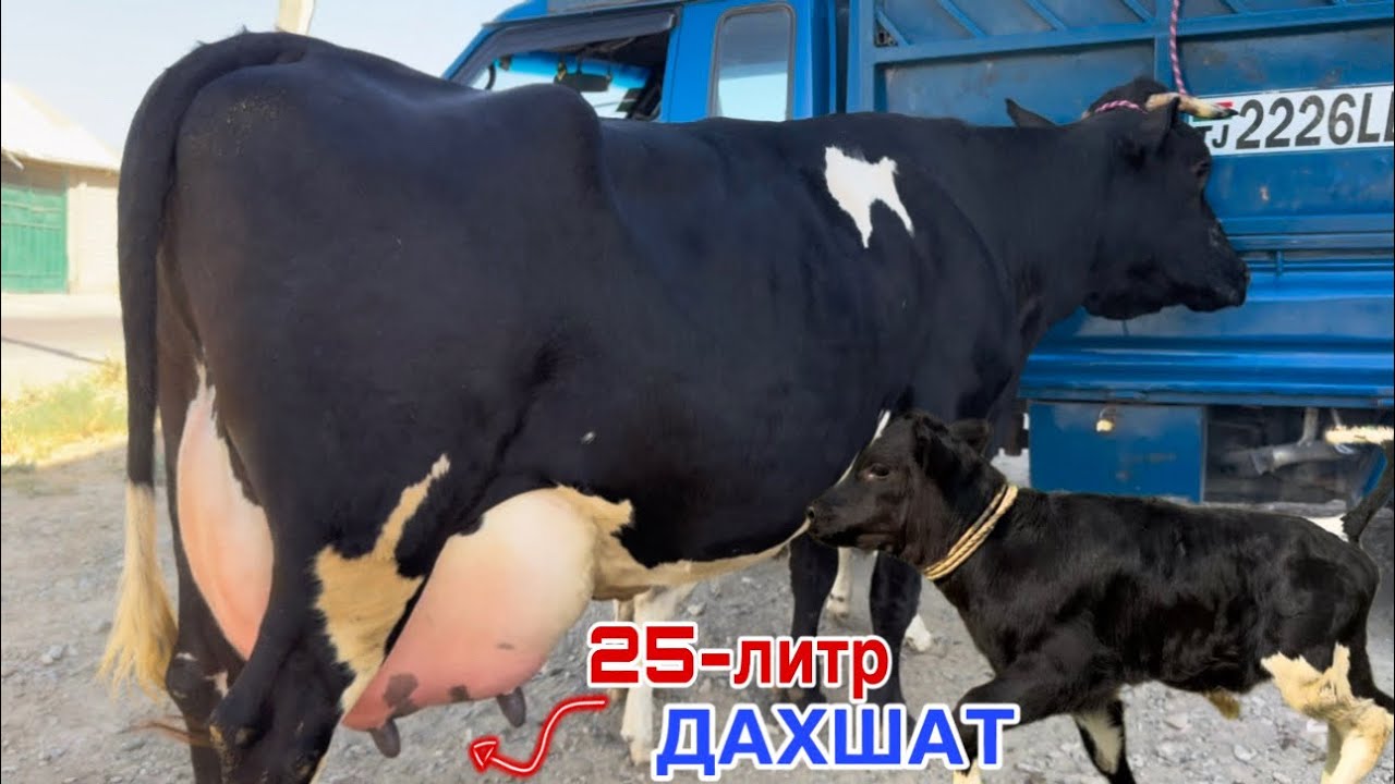 25-литр ШИР ДАХШАТ молхои АФЗАЛШО 5 августа 2025 г.