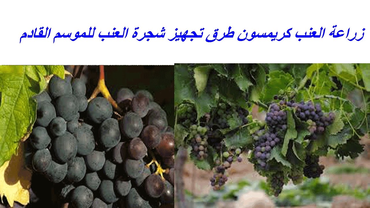 زراعة العنب كريمسون طرق تجهيز شجرة العنب للموسم القادم بعد الحصاد