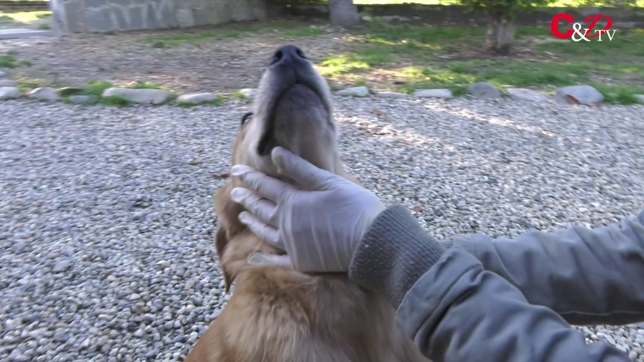Le video adozioni del Canile di Bibiana #7