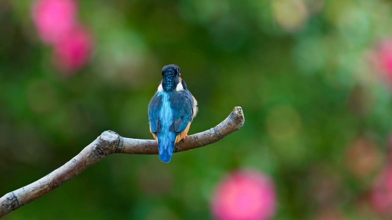 Birds 🐦 🐦‍⬛ 4k video 